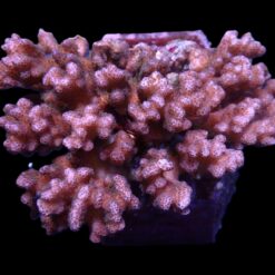 Pocillopora damicornis (Pink) | L