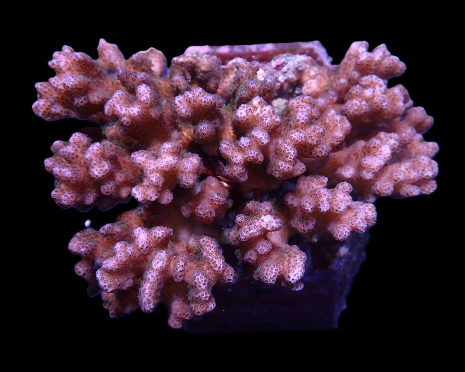 Pocillopora damicornis (Pink) | L