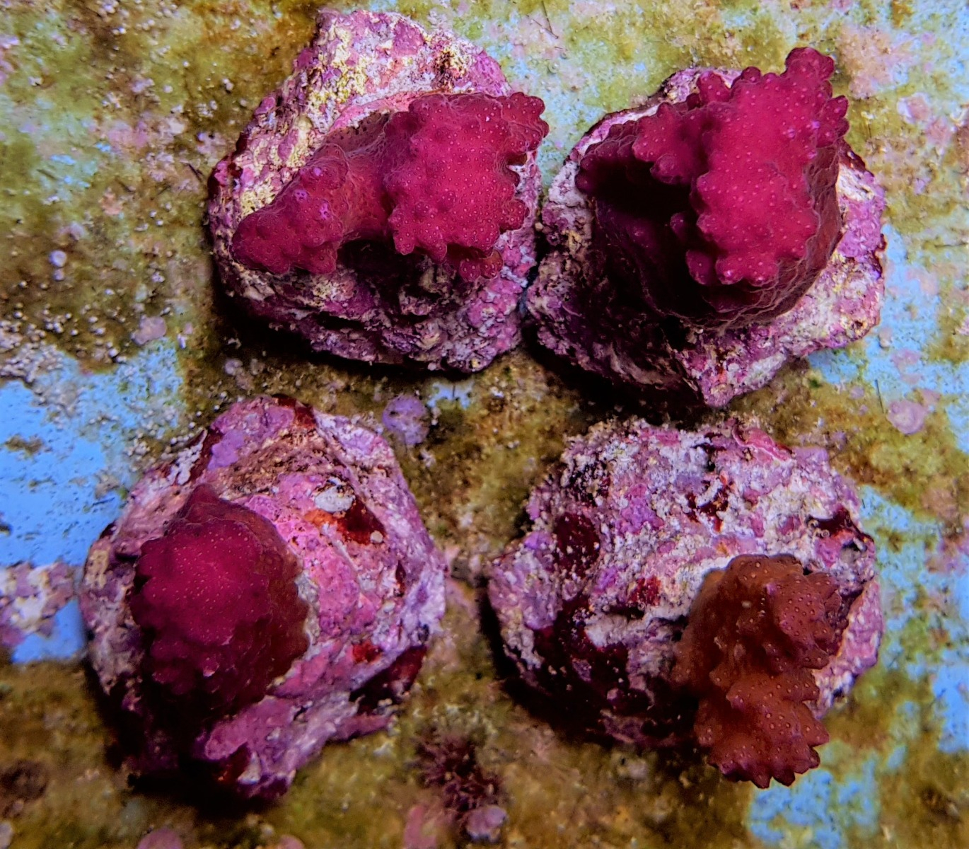 Pocillopora eydouxi (Pink) | T