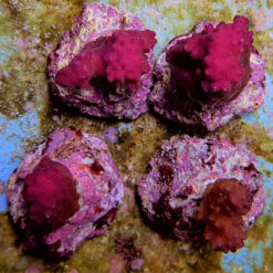 Pocillopora eydouxi (Pink)