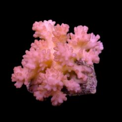 Pocillopora verrucosa (Pink) | L