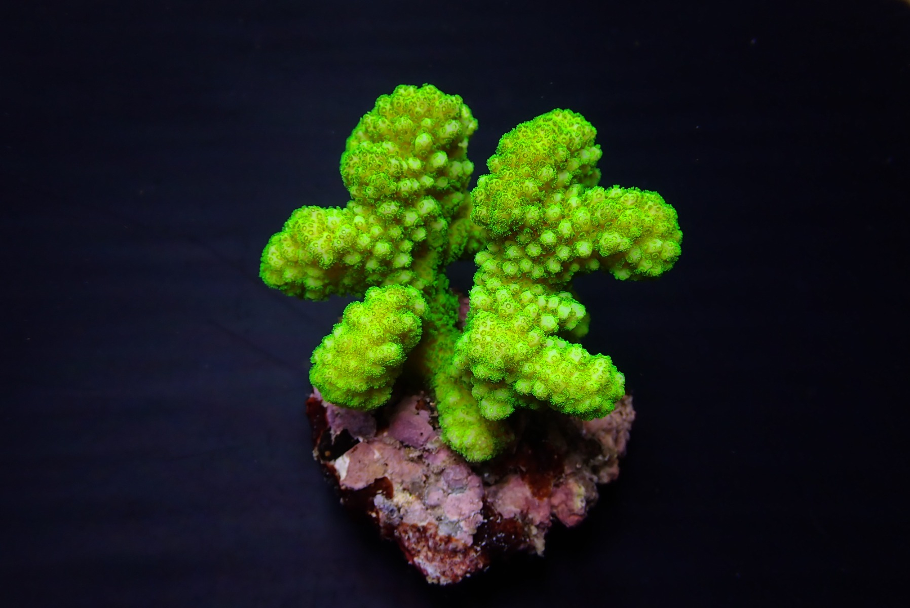 Pocillopora verrucosa (Yellow-Green) | L