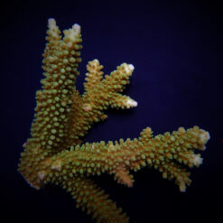 Acropora robusta | M