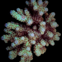 Acropora sarmentosa | XL