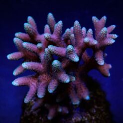 Seriatopora caliendrum (Pink) (Fiji/Tonga) | T