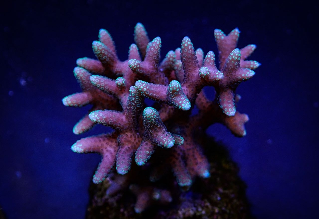 Seriatopora caliendrum (Pink) (Fiji/Tonga) | S