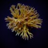 Seriatopora hystrix (Green) | T