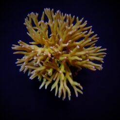 Seriatopora hystrix (Green) | T