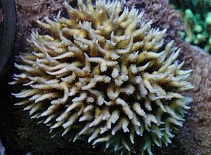 Seriatopora hystrix (Green) | S