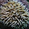 Seriatopora hystrix (Green) | M
