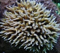 Seriatopora hystrix (Green) | L