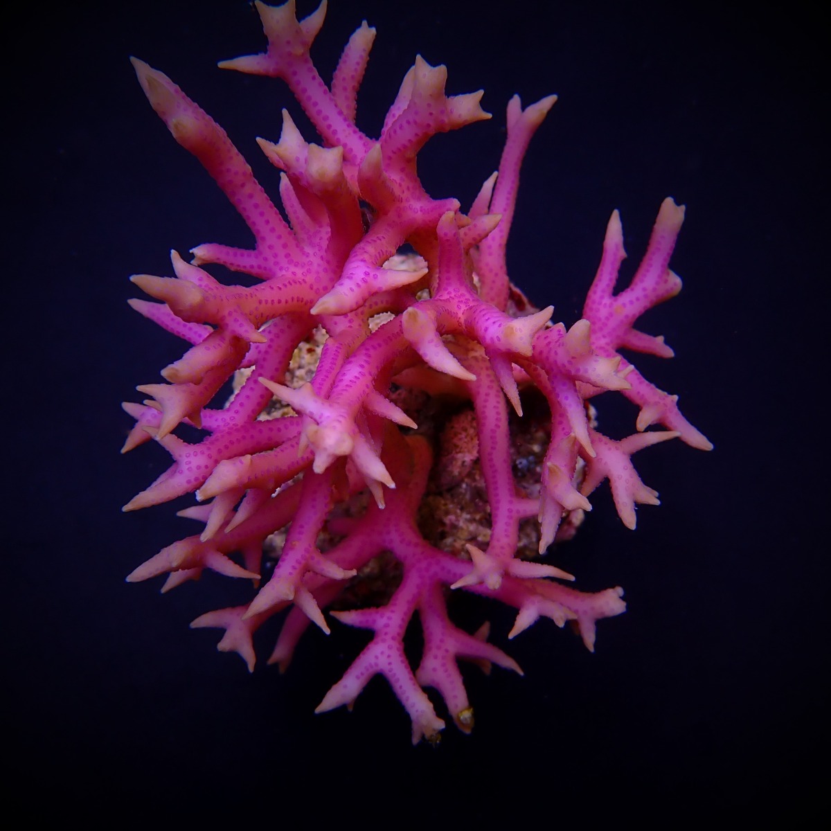 Seriatopora hystrix (Pink) | T