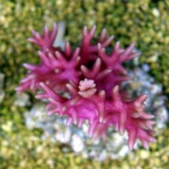 Seriatopora hystrix (Pink) | S