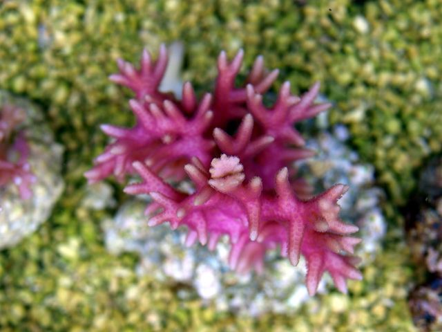 Seriatopora hystrix (Pink) | M