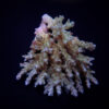 Acropora spp. (Coral Sea) | M