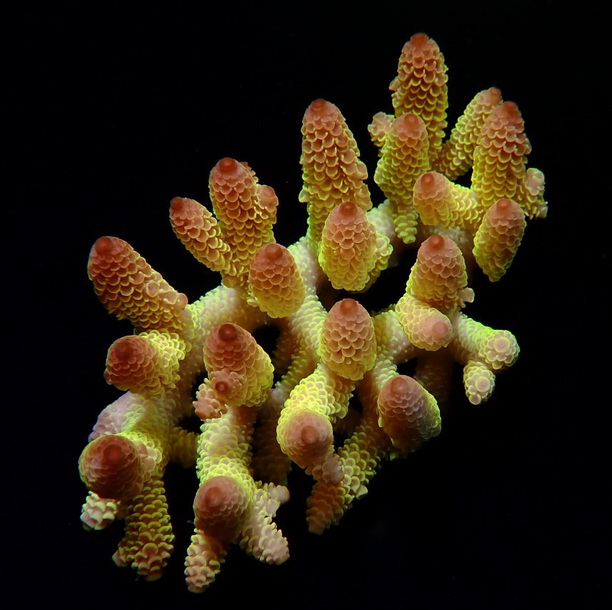 Acropora spp. (Coral Sea) (Ultra) (Special Selected) | S