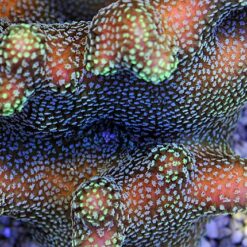 Stylophora pistillata (Green polyp) | M