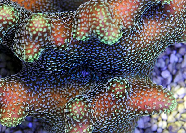 Stylophora pistillata (Green polyp) | L