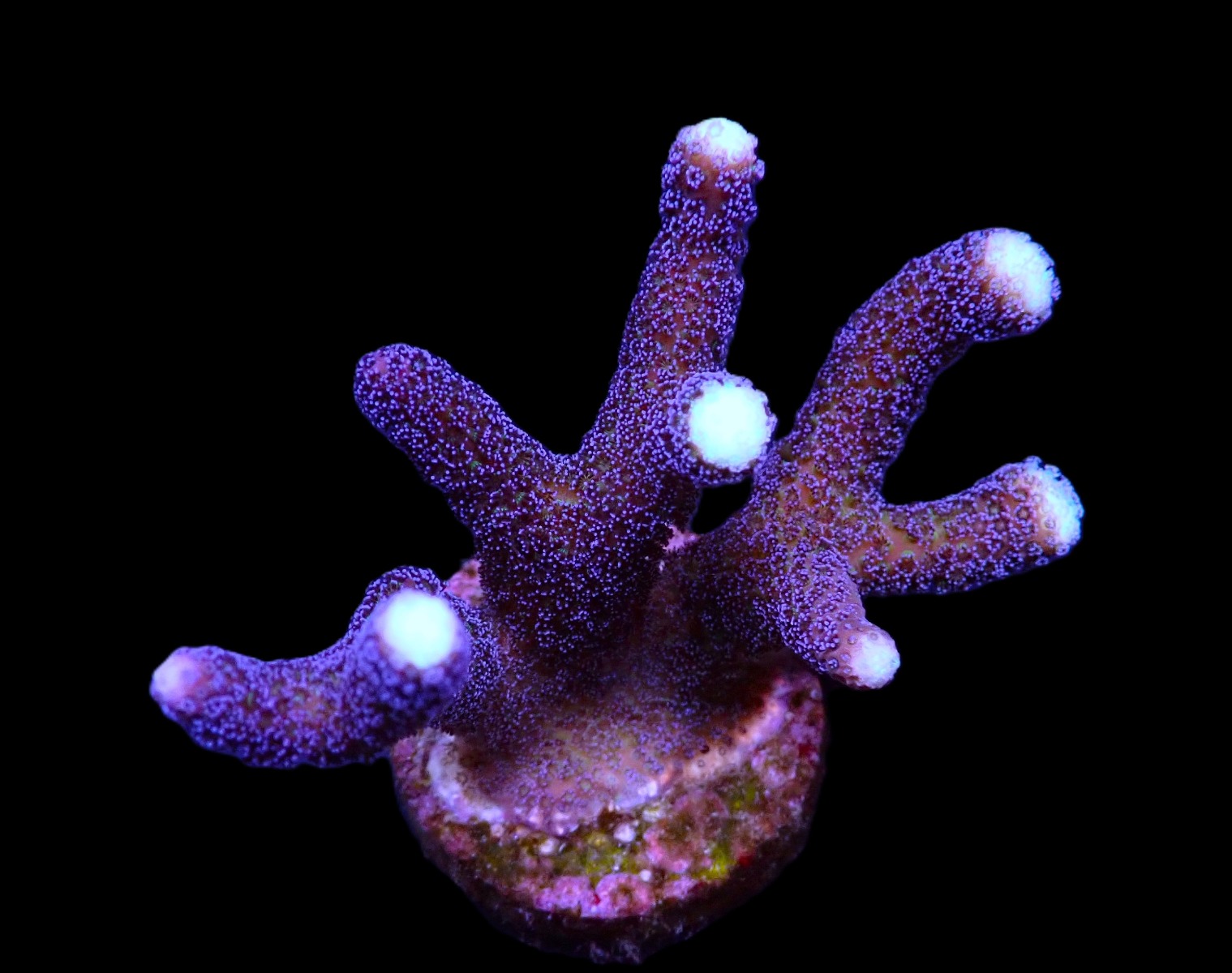 Stylophora pistillata (Milka) | M