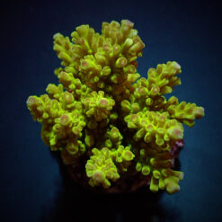 Acropora spp. (Maricultured) (Premium) | M