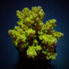 Acropora spp. (Maricultured) (Premium) | L