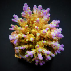 Acropora spp. (Maricultured) (Ultra) | L