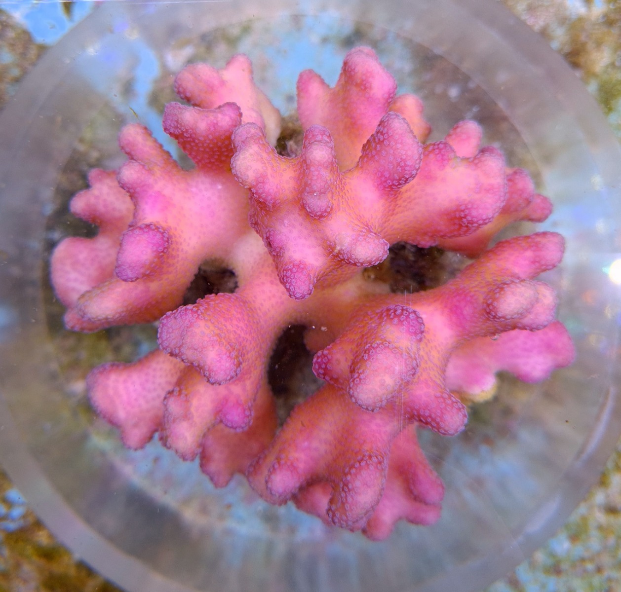 Stylophora pistillata (Pink) | T