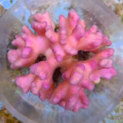 Stylophora pistillata (Pink) | L
