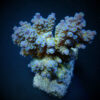 Acropora tenuis (Blueish) | L