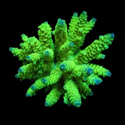 Acropora tenuis (Greenish) | M