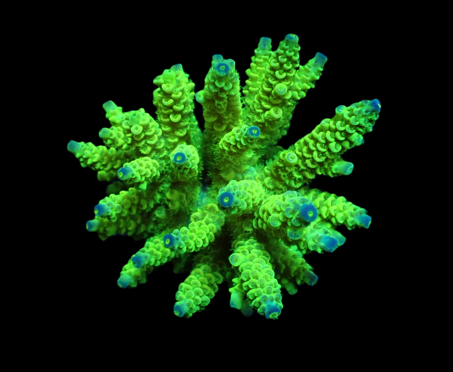 Acropora tenuis (Greenish) | L