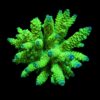 Acropora tenuis (Greenish) | XL