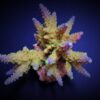 Acropora valida | L