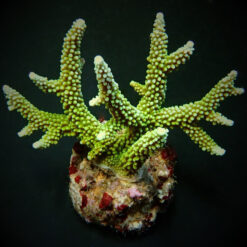 Acropora yongei | T
