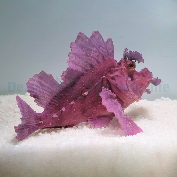 Rhinopias eschmeyeri (Purple) | All sizes