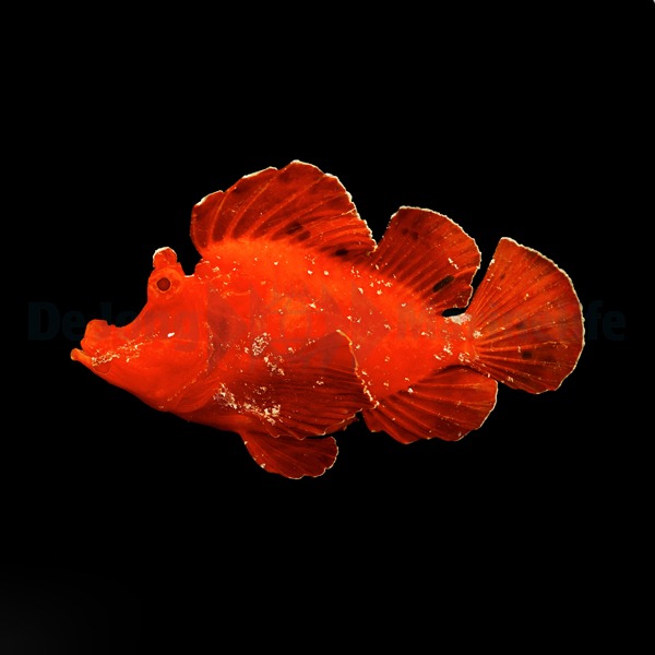 Rhinopias eschmeyeri (Red) | All sizes