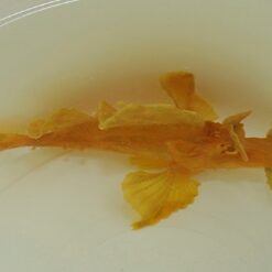 Rhinopias eschmeyeri (Yellow) | All sizes