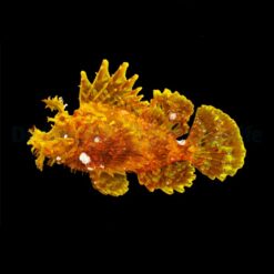 Rhinopias frondosa (Yellow) | All sizes