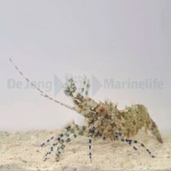 Saron marmoratus (Female) | All sizes