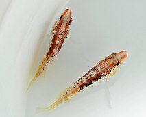 Serranus annularis | All sizes