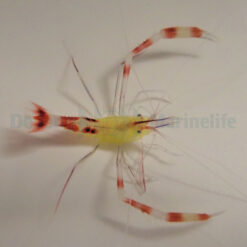 Stenopus cyanoscelis | All sizes