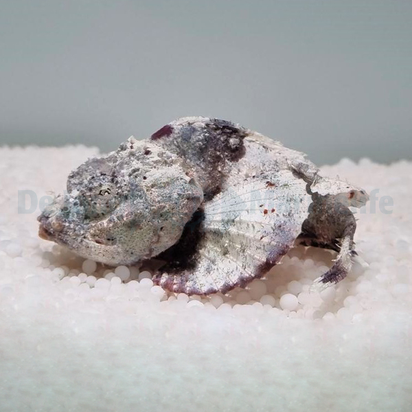 Scorpaenopsis diabolus | M