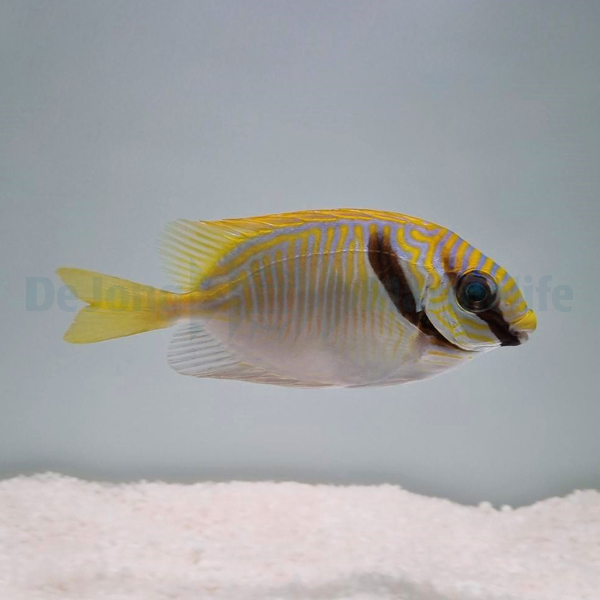 Siganus doliatus | L