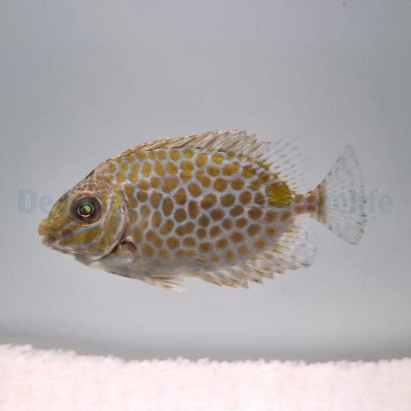 Siganus guttatus | M