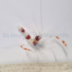 Stenopus hispidus | All sizes