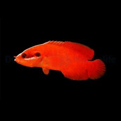 Suttonia lineata | All sizes