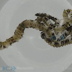 Synapta maculata | All sizes