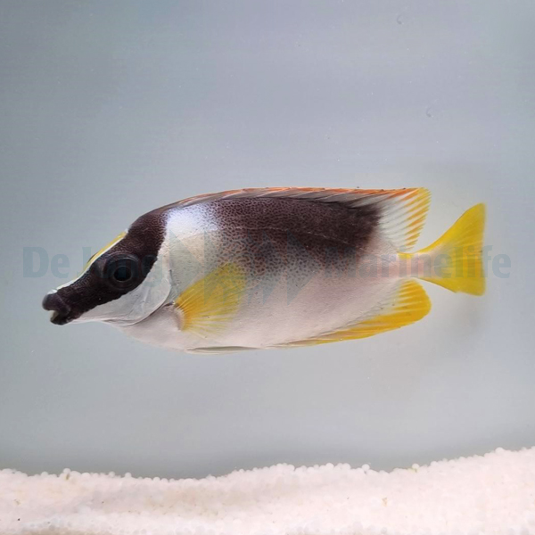 Siganus magnificus | S