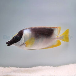 Siganus magnificus | M