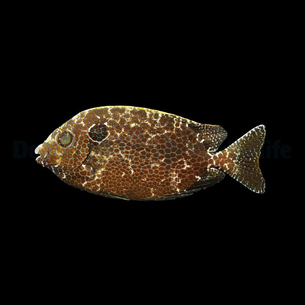 Siganus punctatus | L